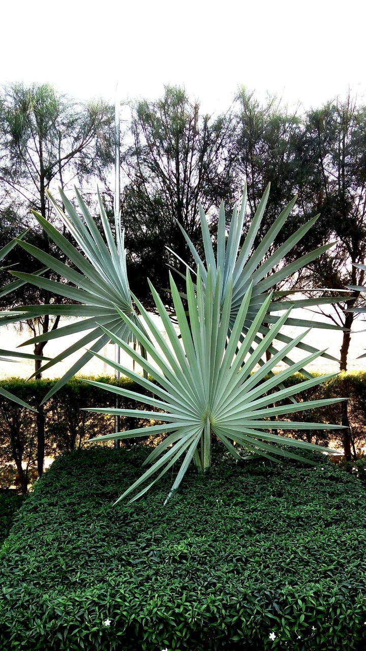 nature