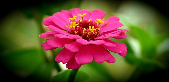 Flower HD+