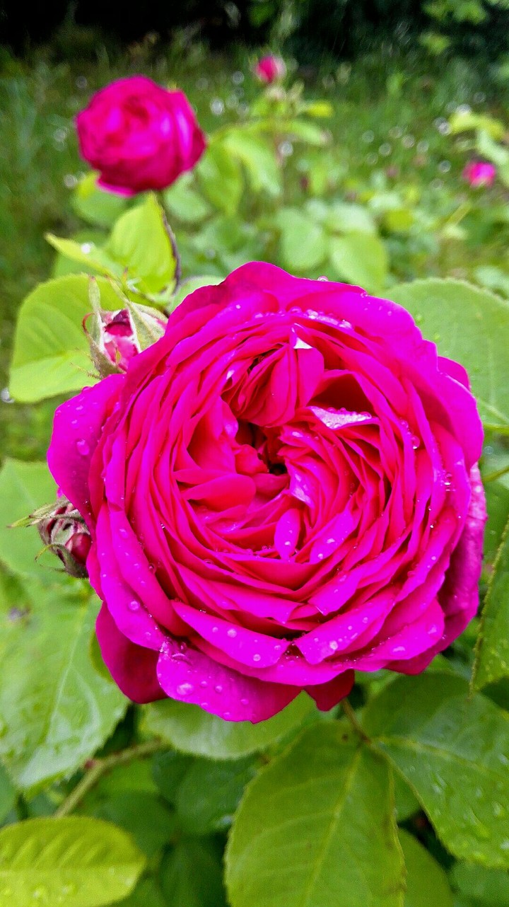 Queen Rose