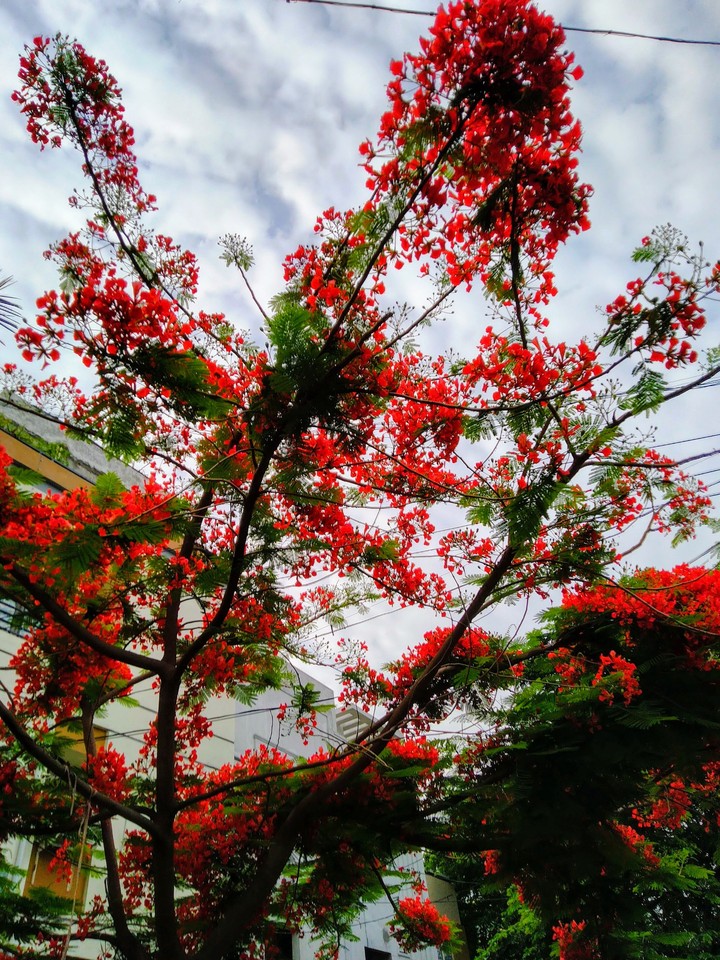 nature