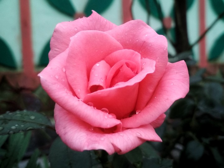 rose38