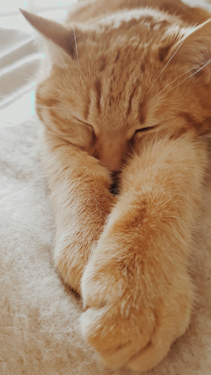Lazy cat