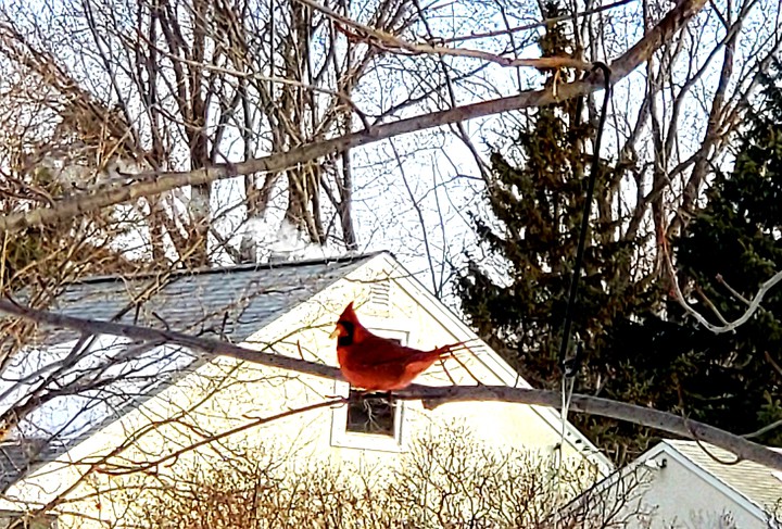 Red Visitor on Cold Winter's Morning
