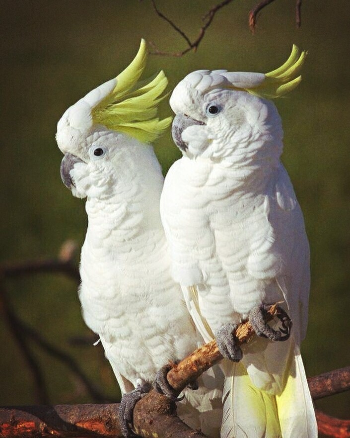 cute. beards