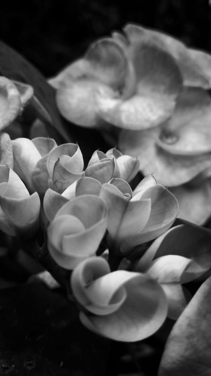 flowers black n white