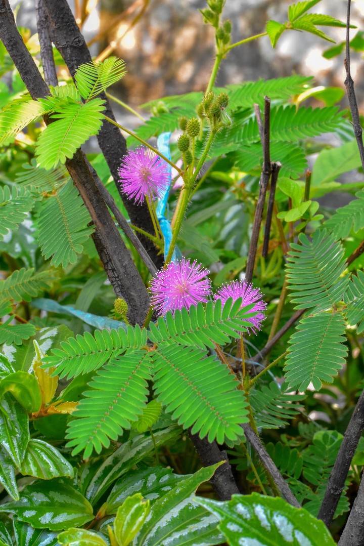 pink flowers
