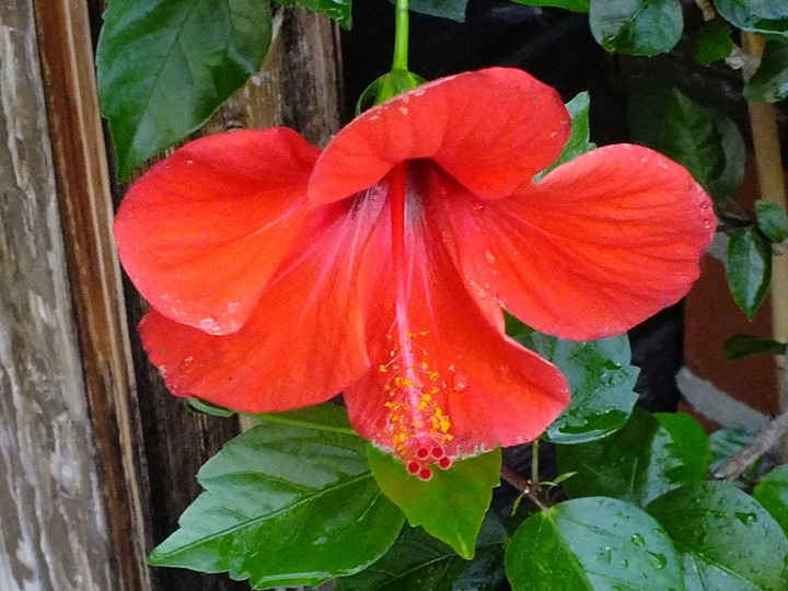 Blume
