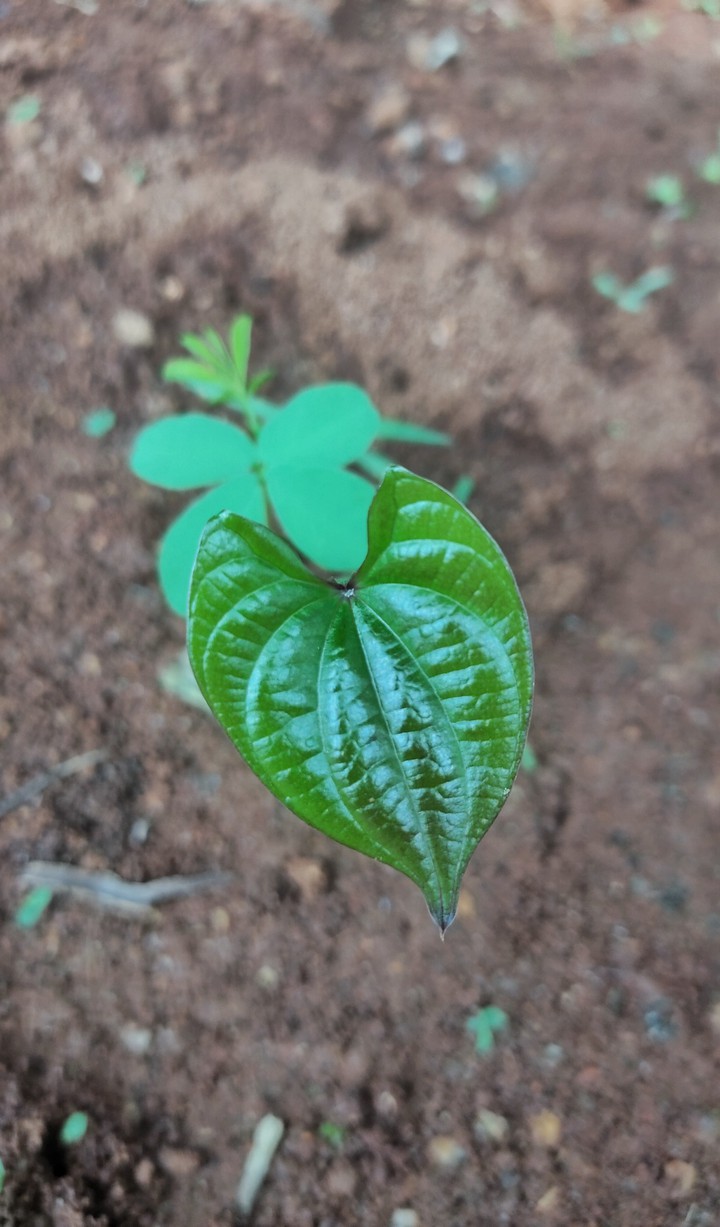leaf