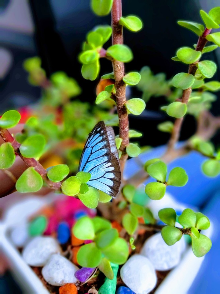 butterfly
