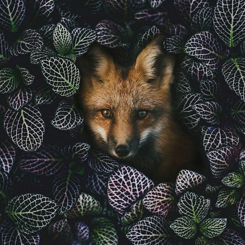 FOX