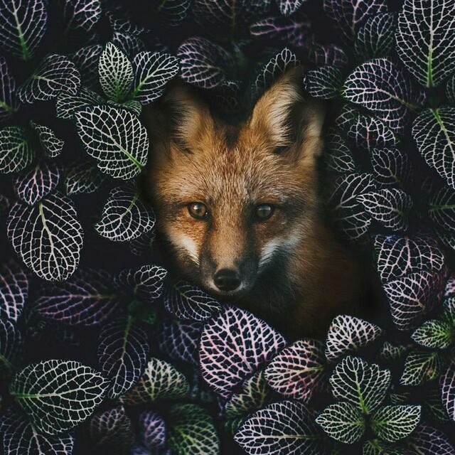 FOX