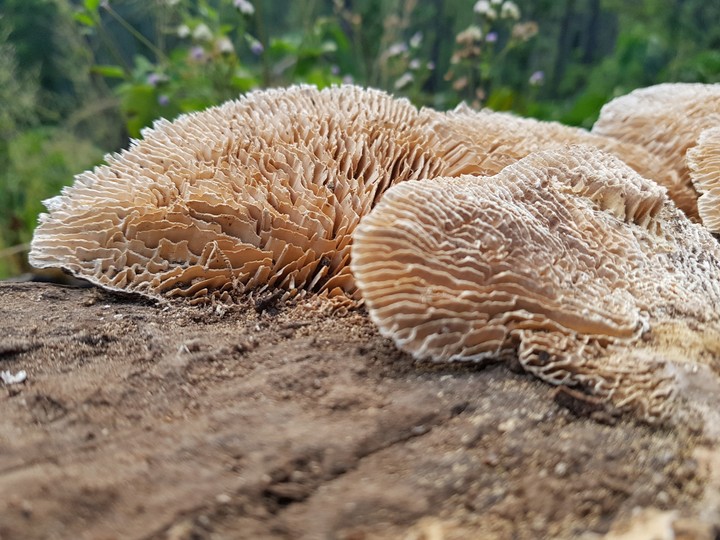 typical mushrooms