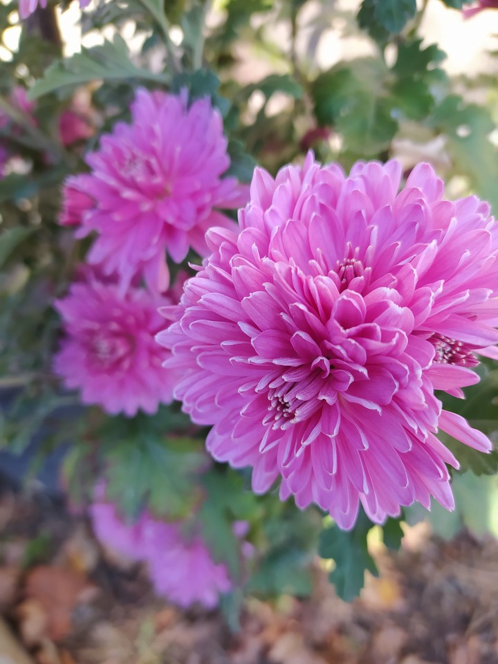 flower