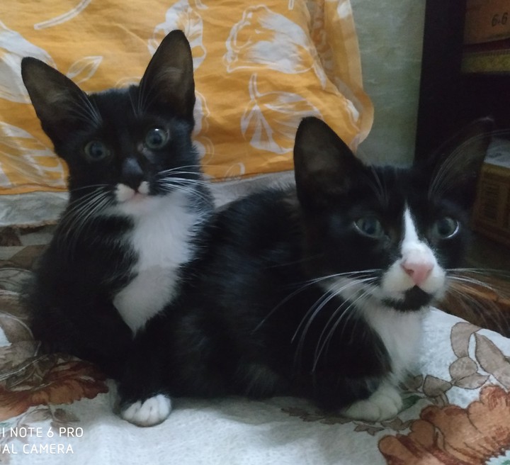 twins