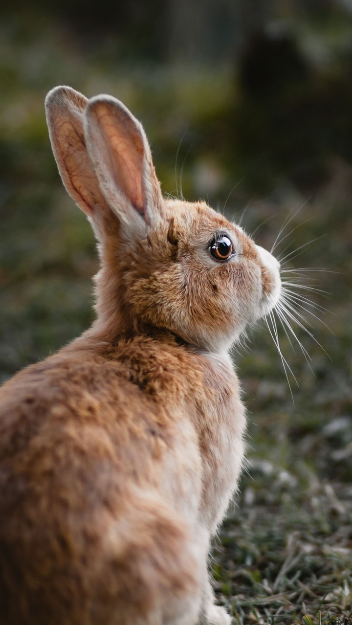 Animali e varie