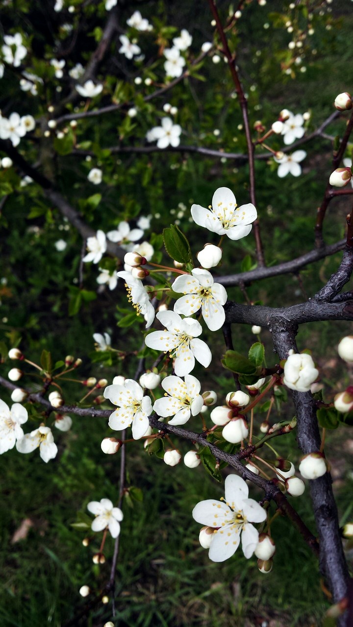 Spring has come
