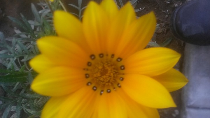 beutefol