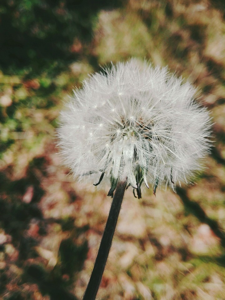 dandelion