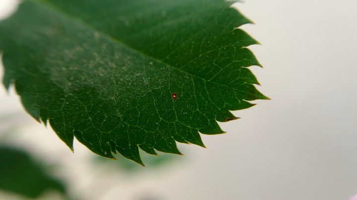 leaf