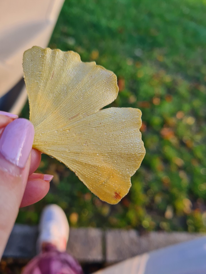 beautiful fall