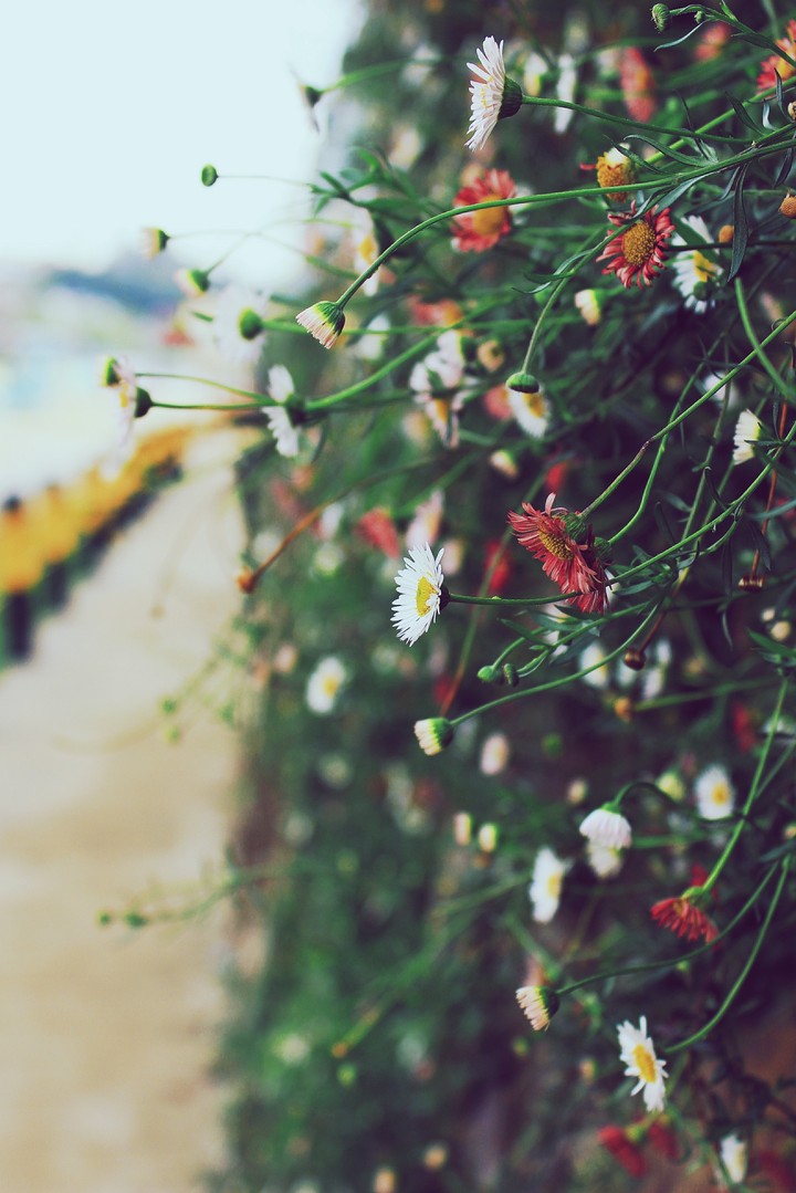 wild flowers