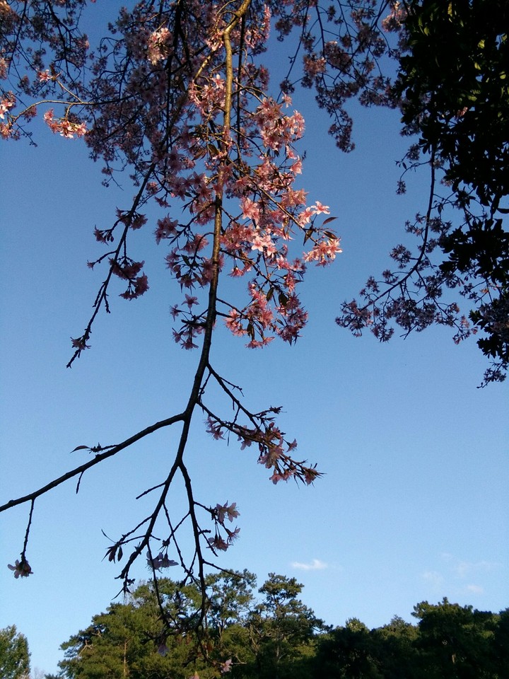 Cherry Blossoms.