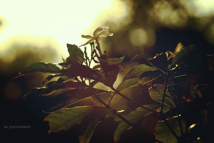 flower