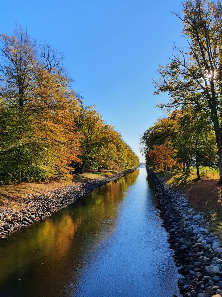 Autumn trees