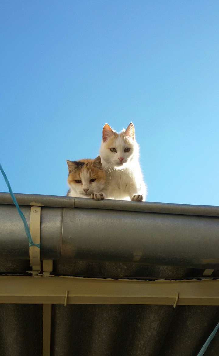 ❤My Cats❤
