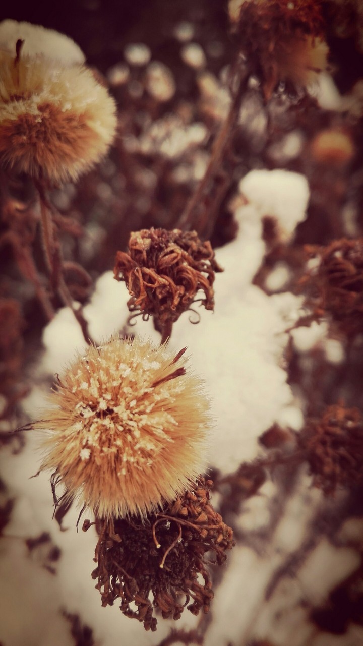 Schnee auf einer Blume