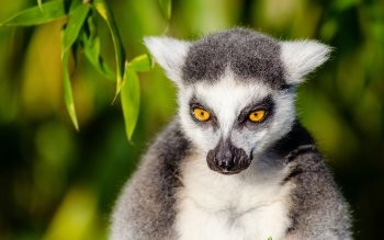 Lemur