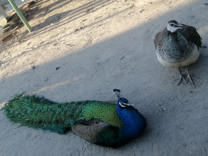 peacock
