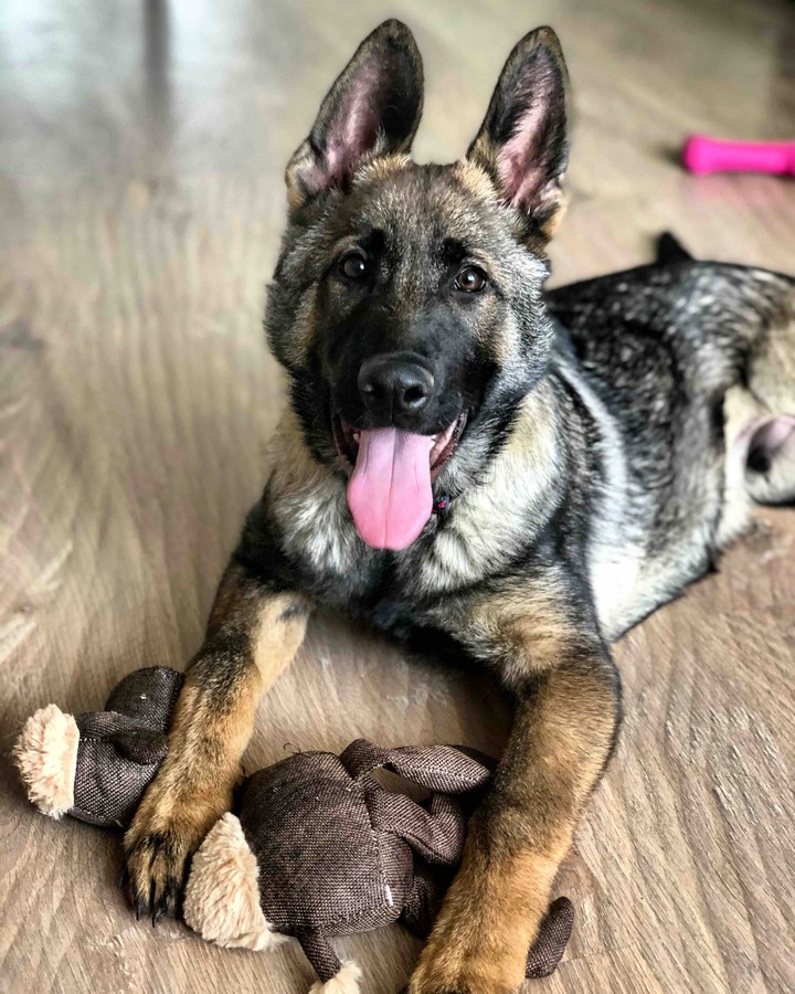 German shepherd