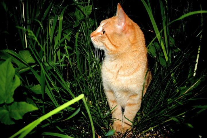 котик