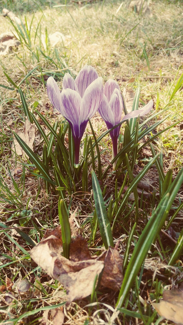 krokus