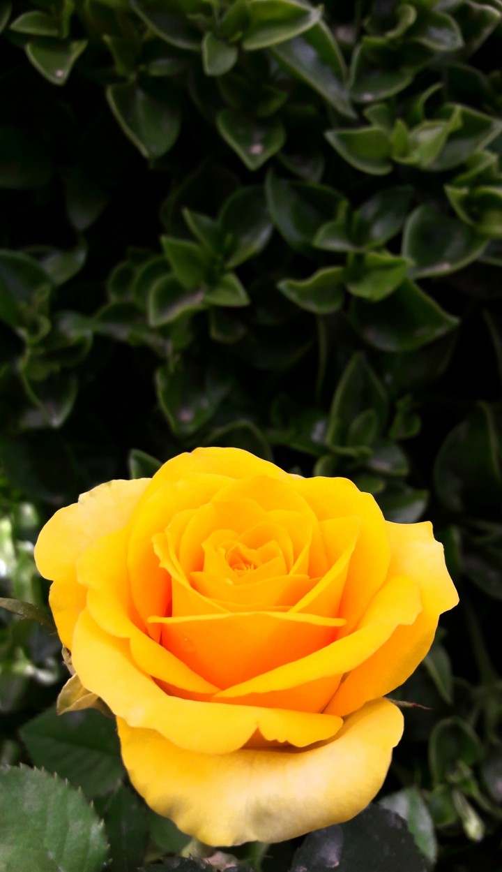 yellow Rose