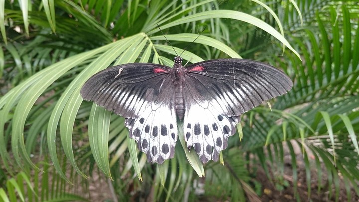 butterfly