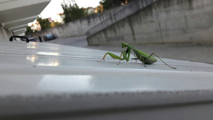 hello my friend