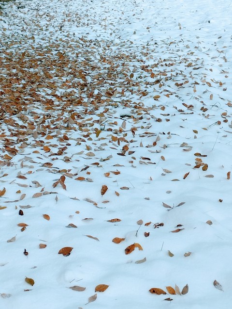 тапети deciduous, groundcover