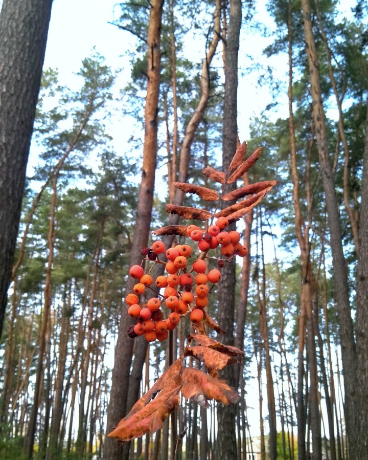 Autumn