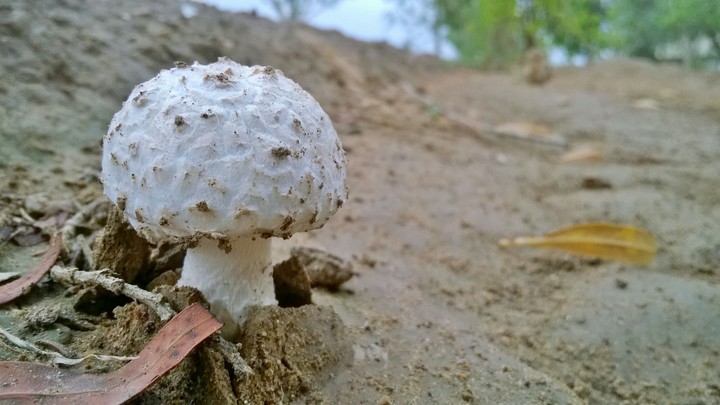 mushrooms I feel love with them