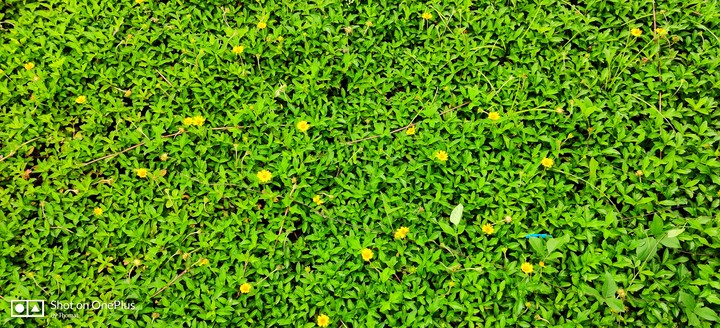 ?Green Yellow Green Yellow?