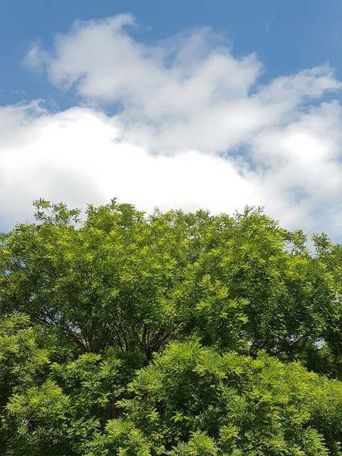 Nature Colors