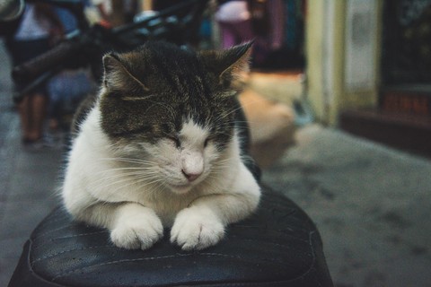Istanbul cat