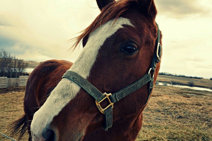 mane