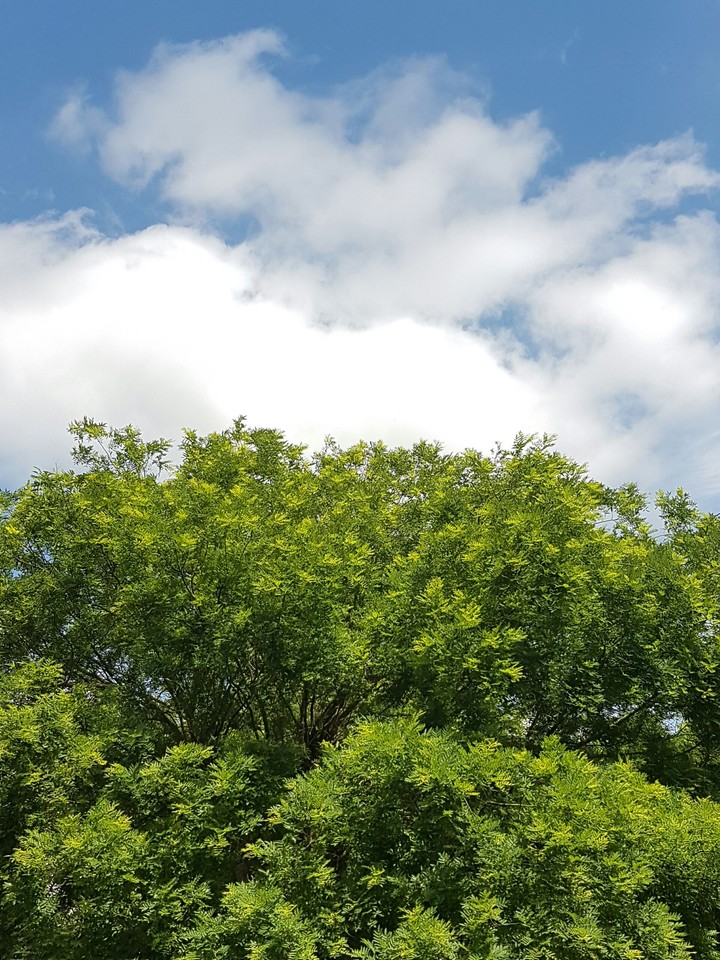 Nature Colors