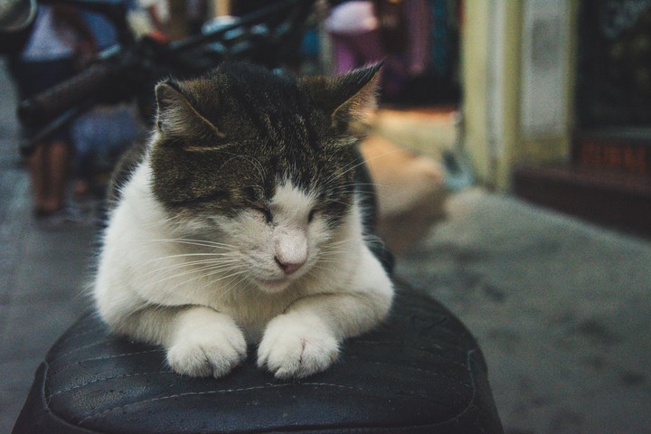 Istanbul cat