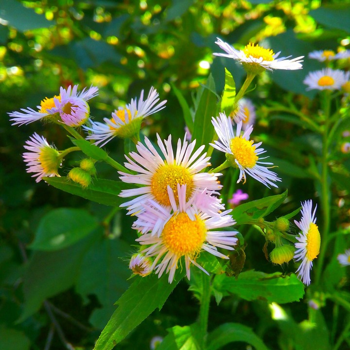 Daisies
