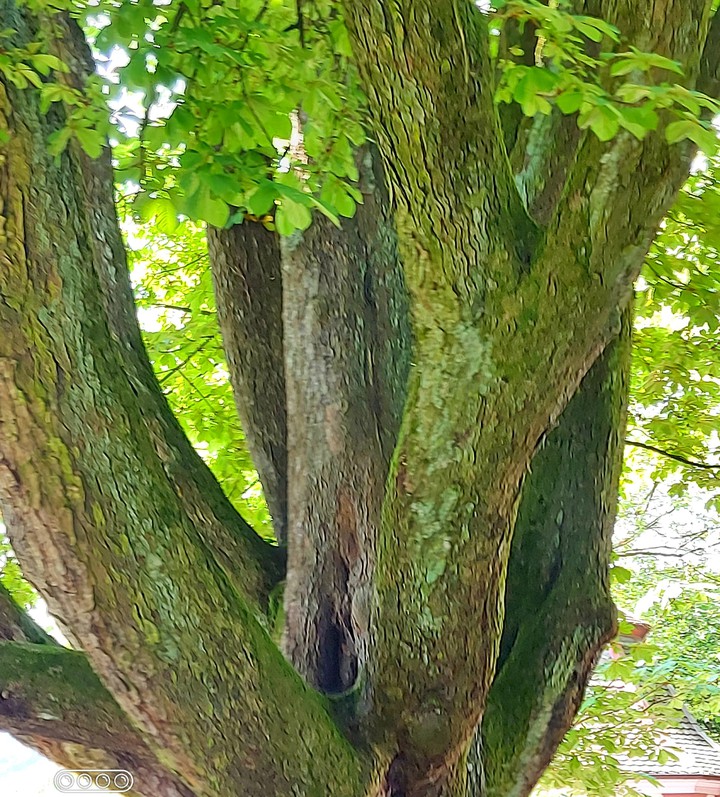 Baumwege