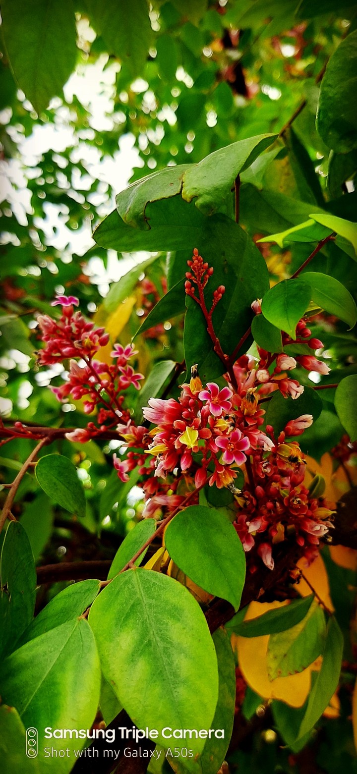 flower